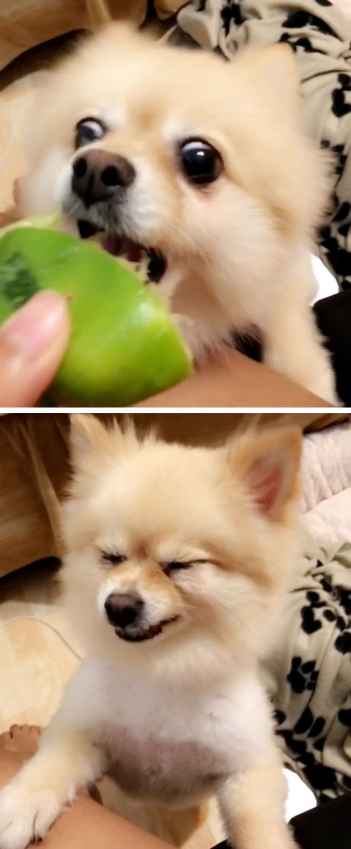 16. Pupper's First Lime?