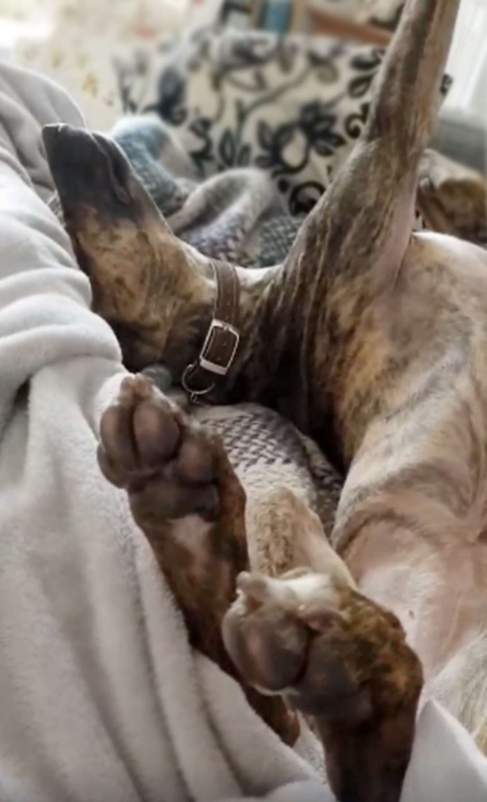 Although, Sue has a lot of friends at the shelter who love to take care of her to the extent of spoiling her.