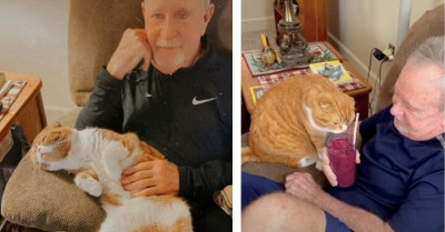 Adorable Cat Named Sweet Potato Helped His Grandpa Get Through Difficult Cancer Treatments