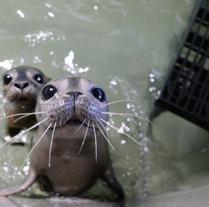 3. Baby Seals Draco and Dobby