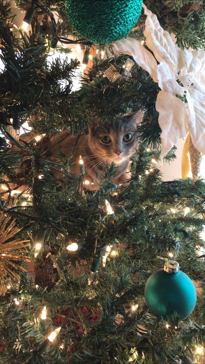 6. "Iris says happy holidays!"
