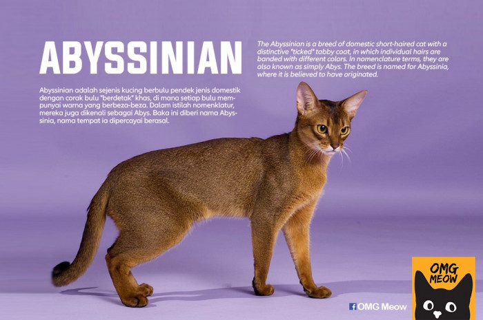 32. Abyssinian