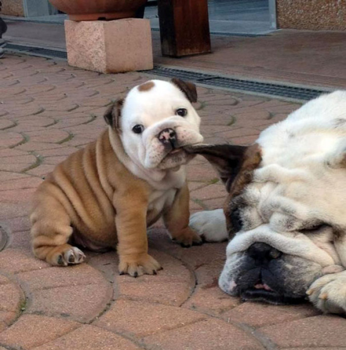 #4 Awwwe, what an adorable Bullydog pup!