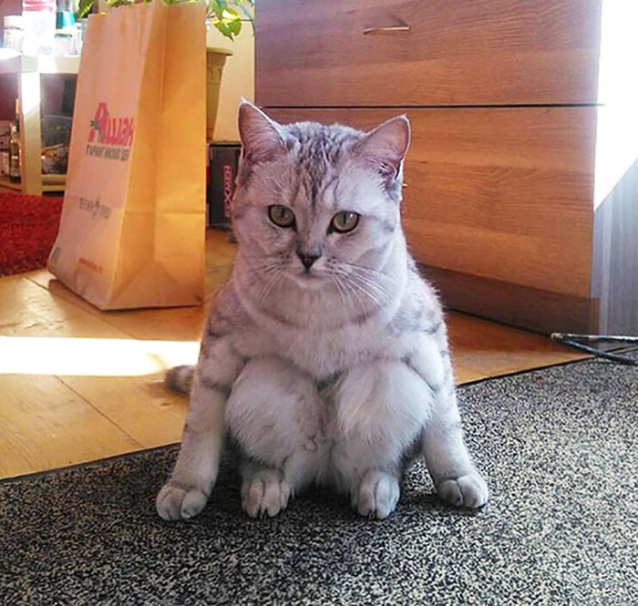 45. "I've never seen a cat sit like this before."