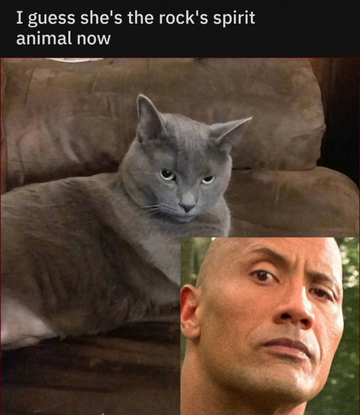 I See Two Photos of the Same Purrson.