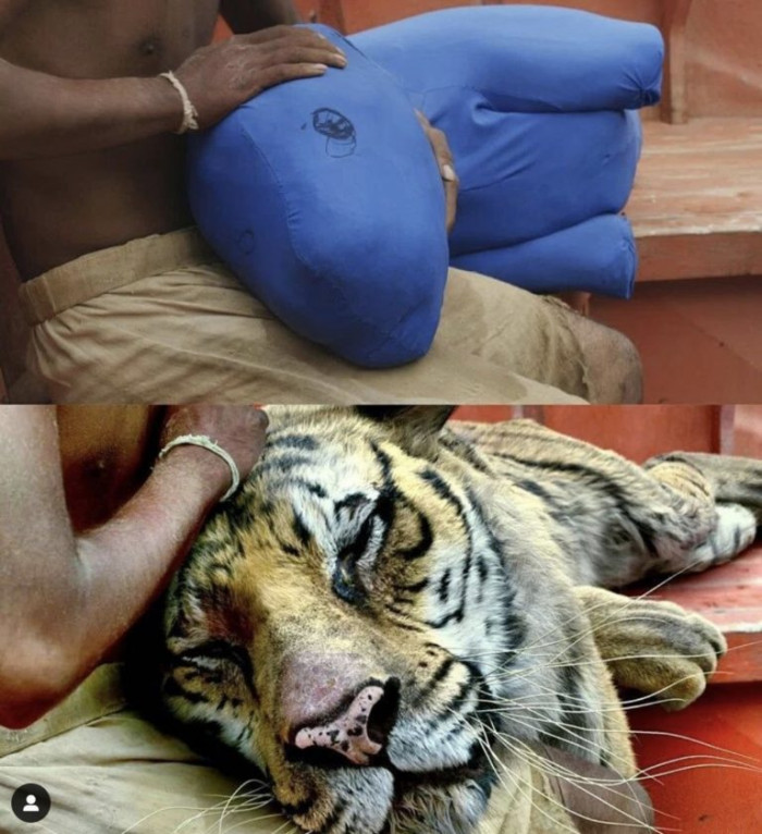How the Tiger was added to 'Life of Pi'