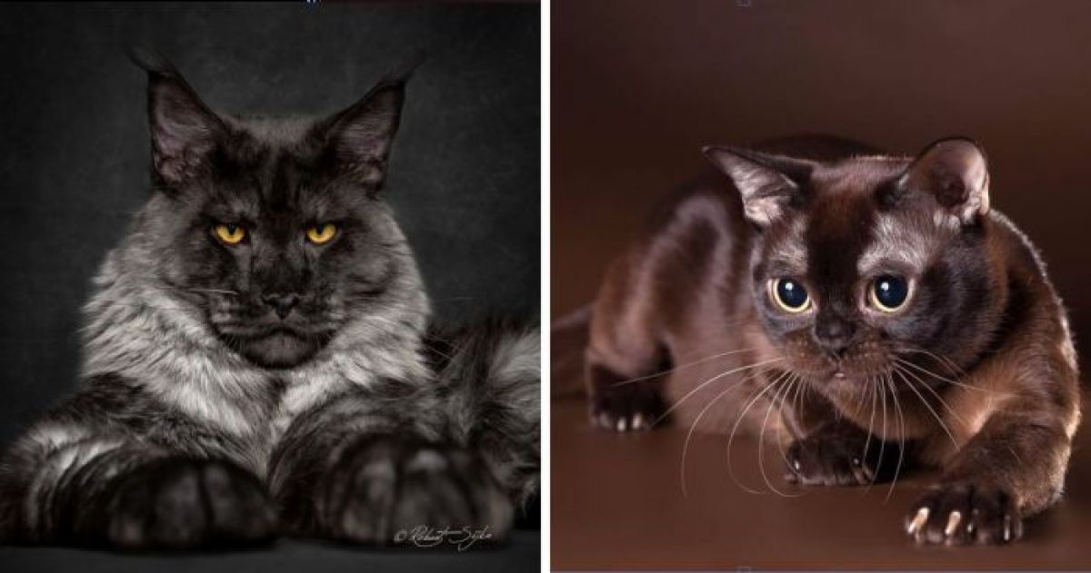 The Most Beautiful and Rare Cat Fur Colors