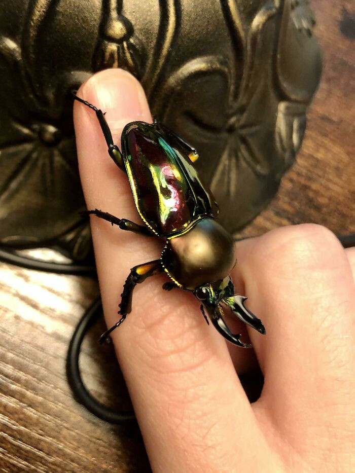 36. This Rainbow Stag Beetle Has A Beautiful colorful Shell