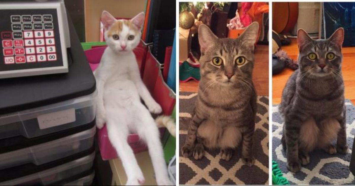 16 Hilarious Pics Of Cats Sitting Like Humans