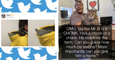 In Case You Missed Them, Here Are Some of the Best Cat Posts from the Last Few Weeks
