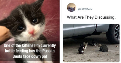 Cat Posts That Are Impawsible to Not Totally Appreciate