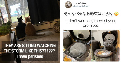 Cat Posts That Are Desperately Needed During These Difficult Times