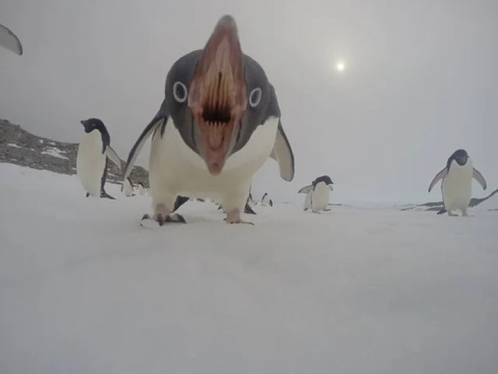 3. Penguins aren't so cute now, are they?
