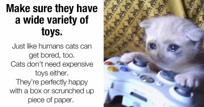 Cat Parents, Listen Up To These Top Tips To Keep Your Cats Happy