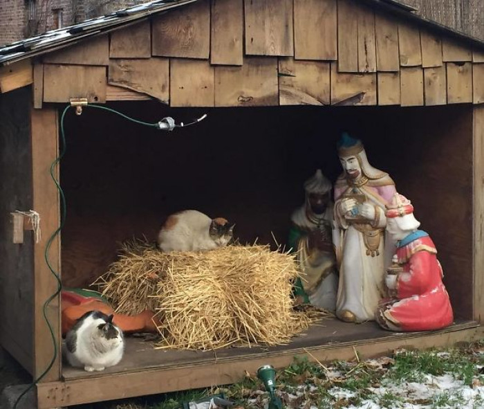 28. "On My Morning Run, I Came Across This Cat-Tivating Scene"