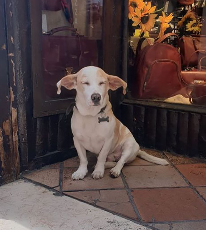 31. "'Dobby' eared boi having a well-deserved snooze on the streets of Rome."