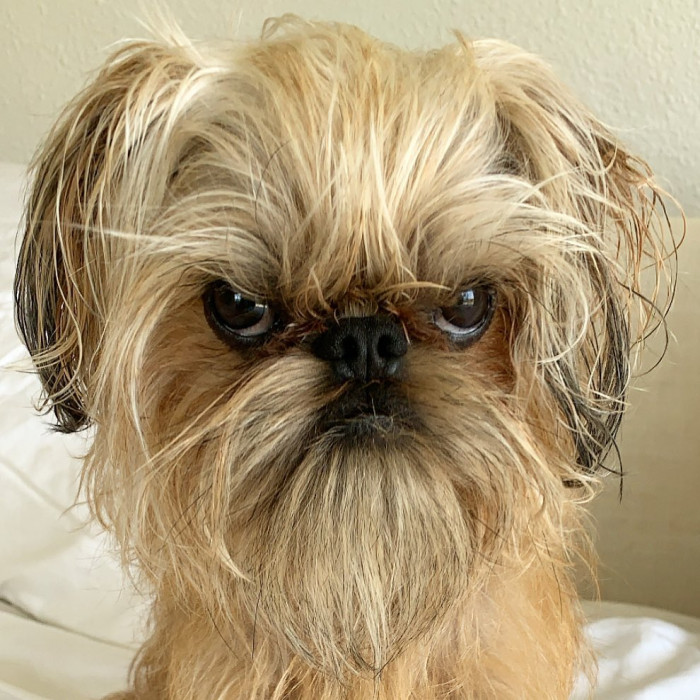 Bouche posing for a photo, looking annoyed like an internet meme