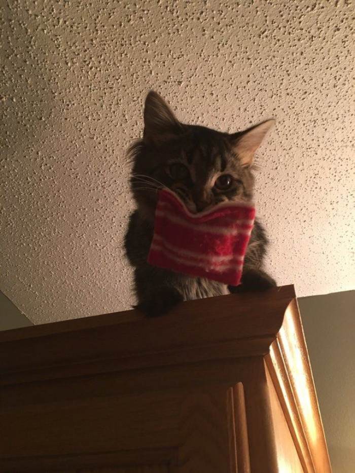 Sweet Maine Coon kitten cuddling a tiny pillow gift from vet