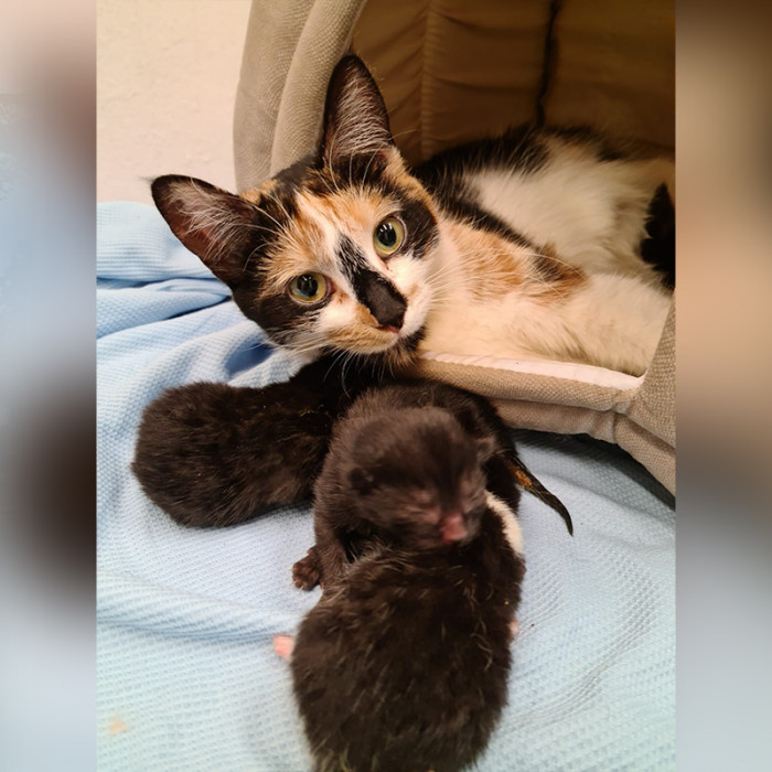 Thank goodness the cat stayed in the middle of the traffic.