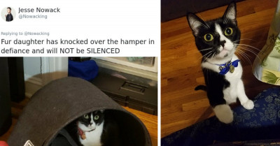 Everyone Is Very Excited About This Cat's Exaggerated Reaction To Canned Tuna