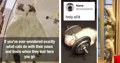 Awesome Cats Who Clearly Can Lift Your Spirits in a Second