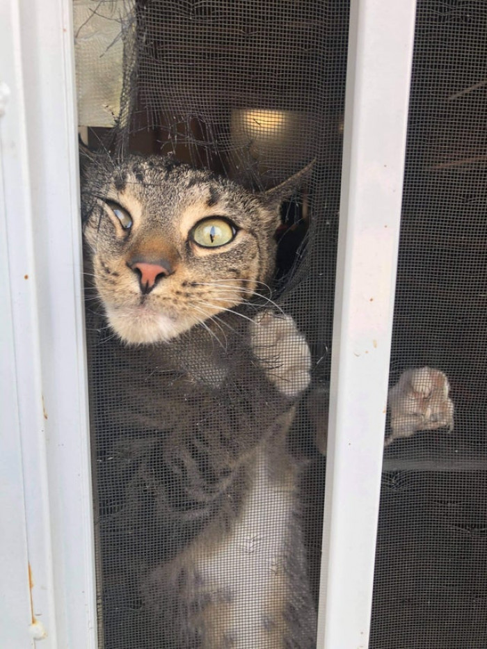 9. "We can’t have nice things, like a screen on our screen door."