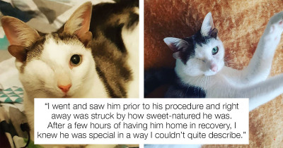 Adorable Cat With Four Ears And Only One Eye Finds An Owner To Love Him Forever