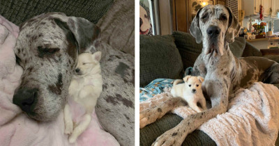 Beautiful Friendship Between a Blind Great Dane and a Miniature Chihuahua Is Too Wholesome for Words