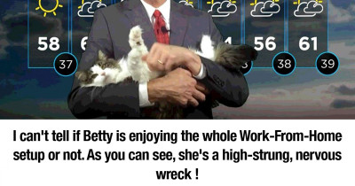 Adorable Cats Help Weatherman Work From Home And Subsequently Go Totally Viral