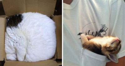 16 Purrfect Cats Who Sit Because They Fit