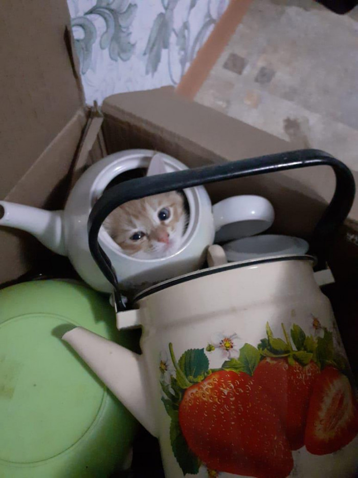 10. I am a little tea pot