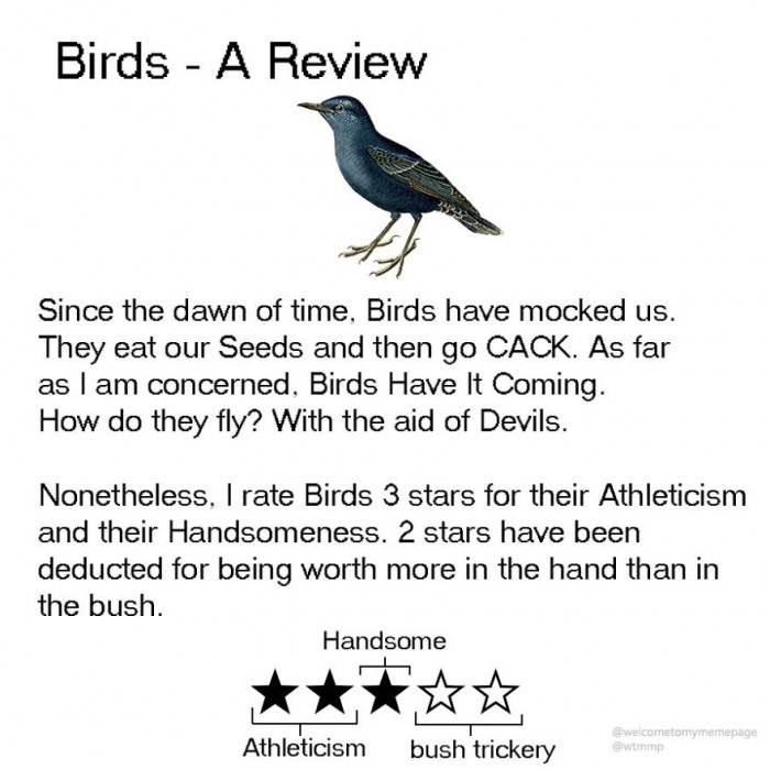 Birds - This is what they get for mocking us