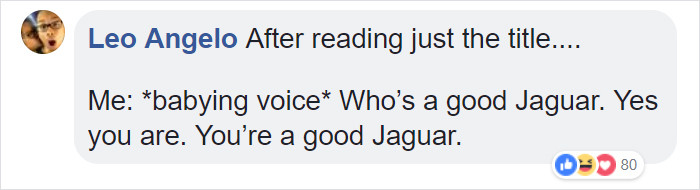 As for the public, most agreed that the woman was at fault in this situation and the Jaguar had every right to defend herself.