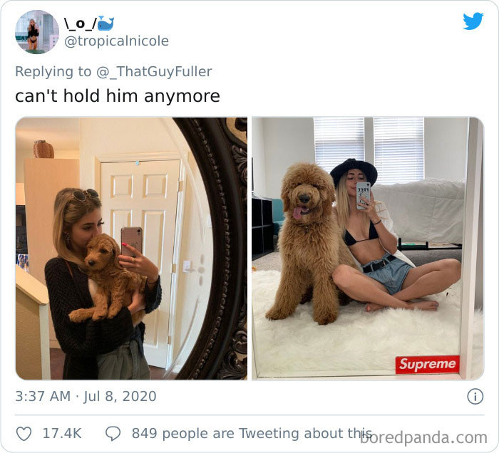 Shaggy AussieDoodle puppy holding a toy, wearing the same sweatshirt.