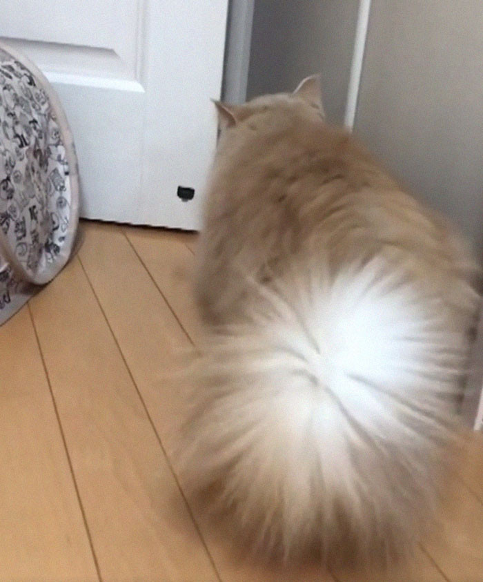 That tail...