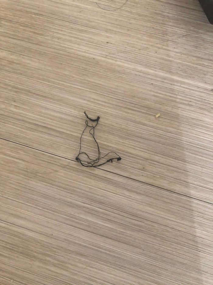 "This Thread on My Floor Looks Like a Cat"