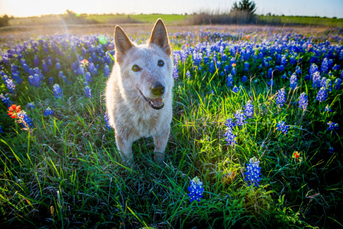 16. Another dog appreciating the nature