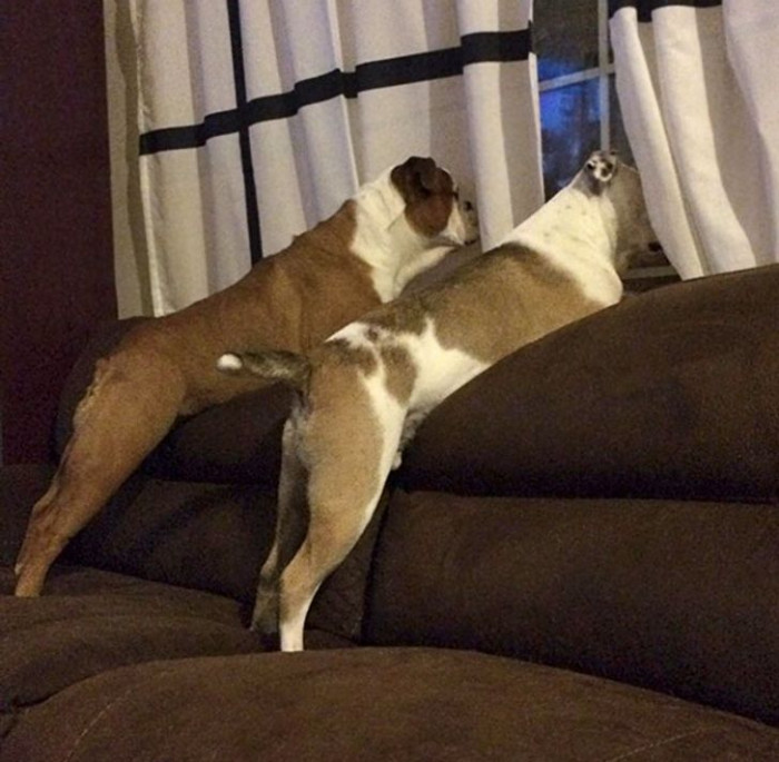 11. Allies in espionage.