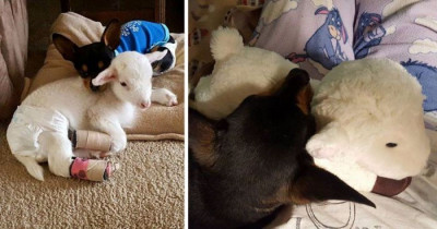 When This Special Needs Dog Lost His Best Friend, His Family Gave Him a Plush Toy That Looks Just Like Her