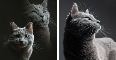 Photographic Proof That The Best Babysitter For Your Cat Is A Professional Photographer