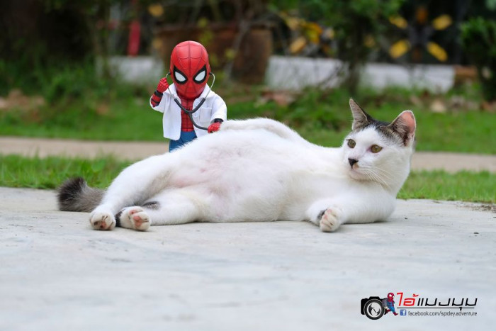 Cat Loving Artist Combines Cats with Marvel Into Hilarious Creations