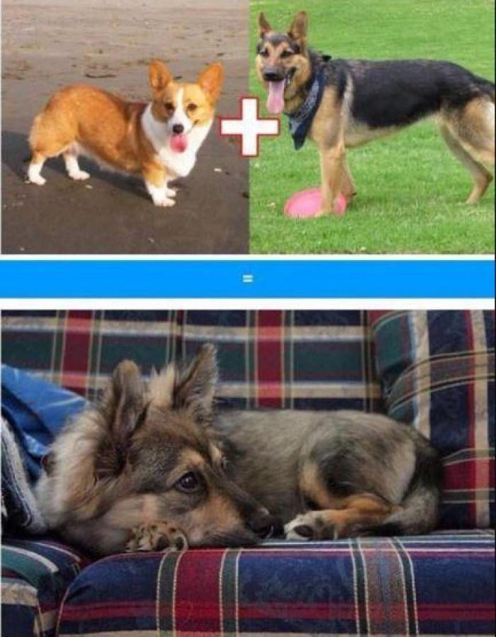 7. German Shepherd and a Corgi