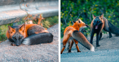 Stunning Photos And Video Footage Of Rare And Wild Black And Red Cross Foxes