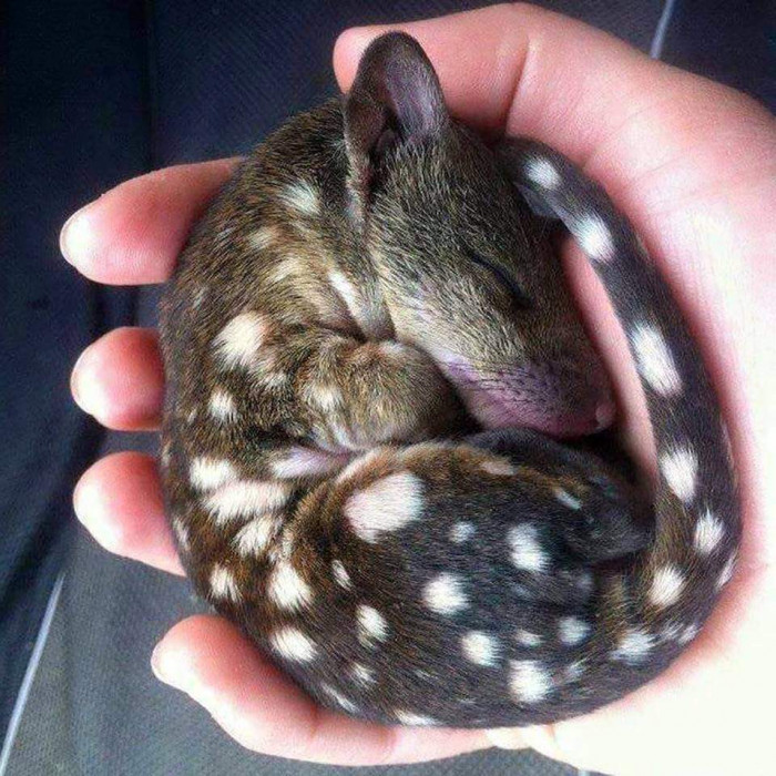 6. "A baby tiger quoll, a marsupial native to eastern Australia."