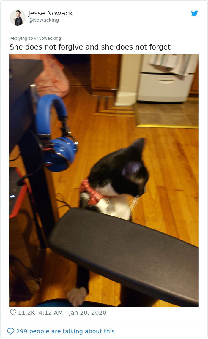 Cat sits beside an open tuna can, paws raised in anticipation