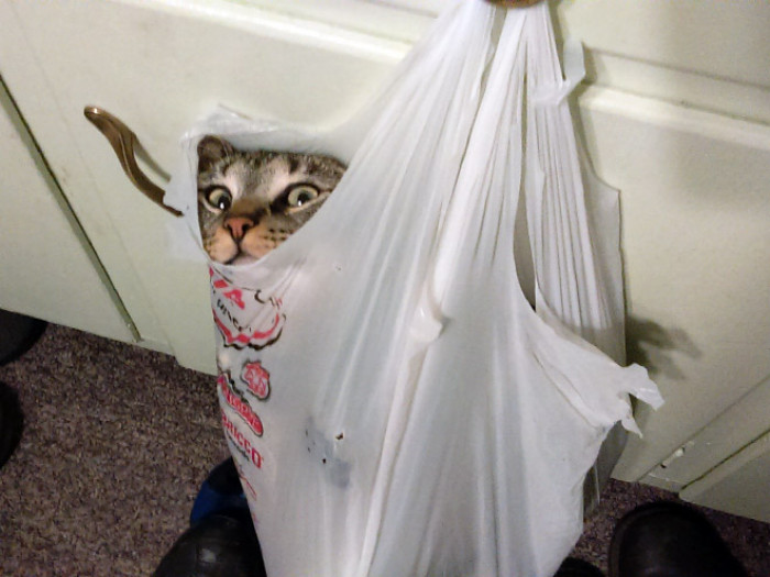 Two cats pawing at lowered window blinds, looking surprised and confused
