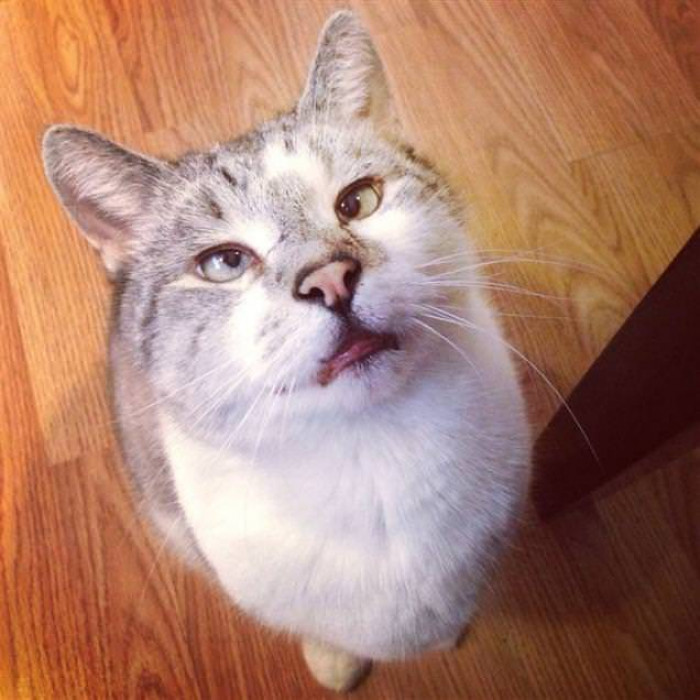 16 Adorable Cats Hilariously Ruin Photos