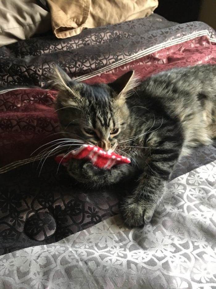 Close-up of a fluffy Maine Coon kitten resting after receiving gift