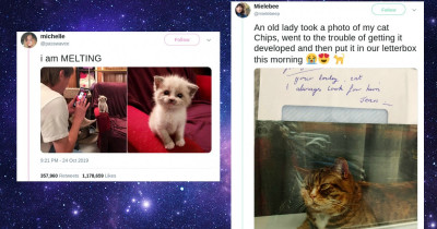 The Best & Most Purr-fect Cat Tweets of 2019