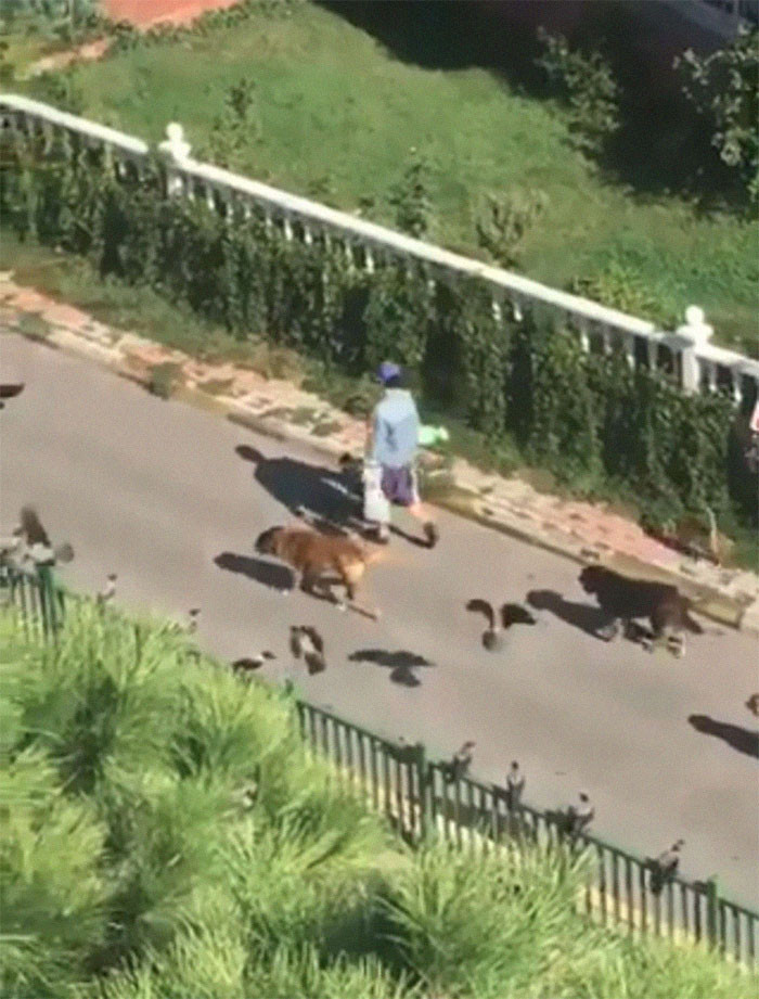 Video still showing the animal parade led by a woman.